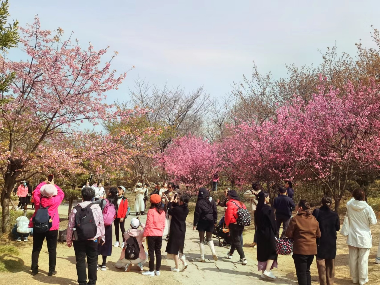 2023中国无锡太湖鼋头渚国际樱花节盛大开幕