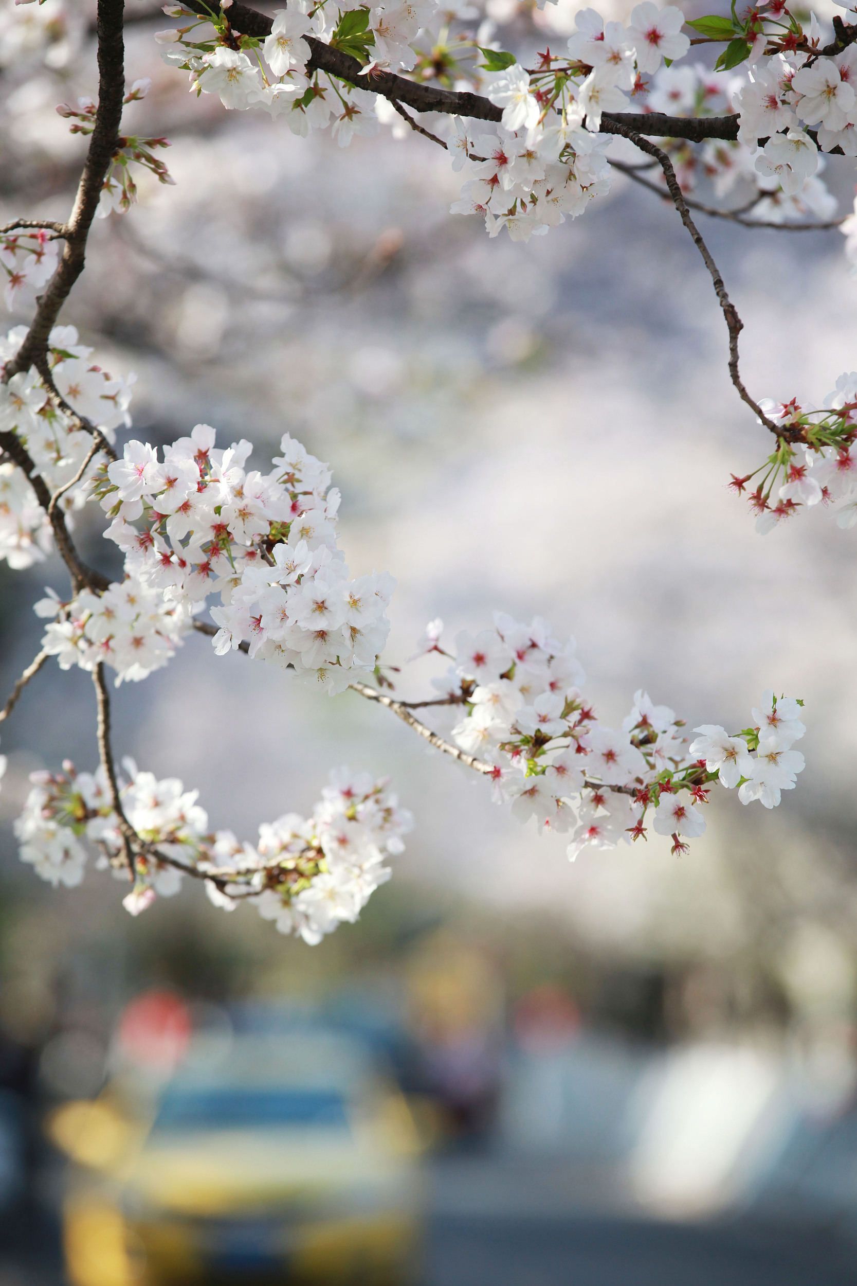 樱花